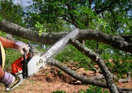 Reliable Bolivar Peninsula, TX Tree Removal and Landscaping Services Solutions